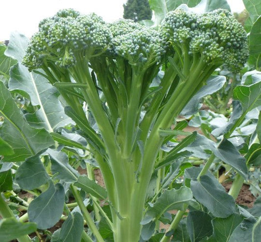 Tender Stem Broccoli Plug Plants "Grow Your Own" Vegetables **Letterbox Friendly** - Chartley Chucks
