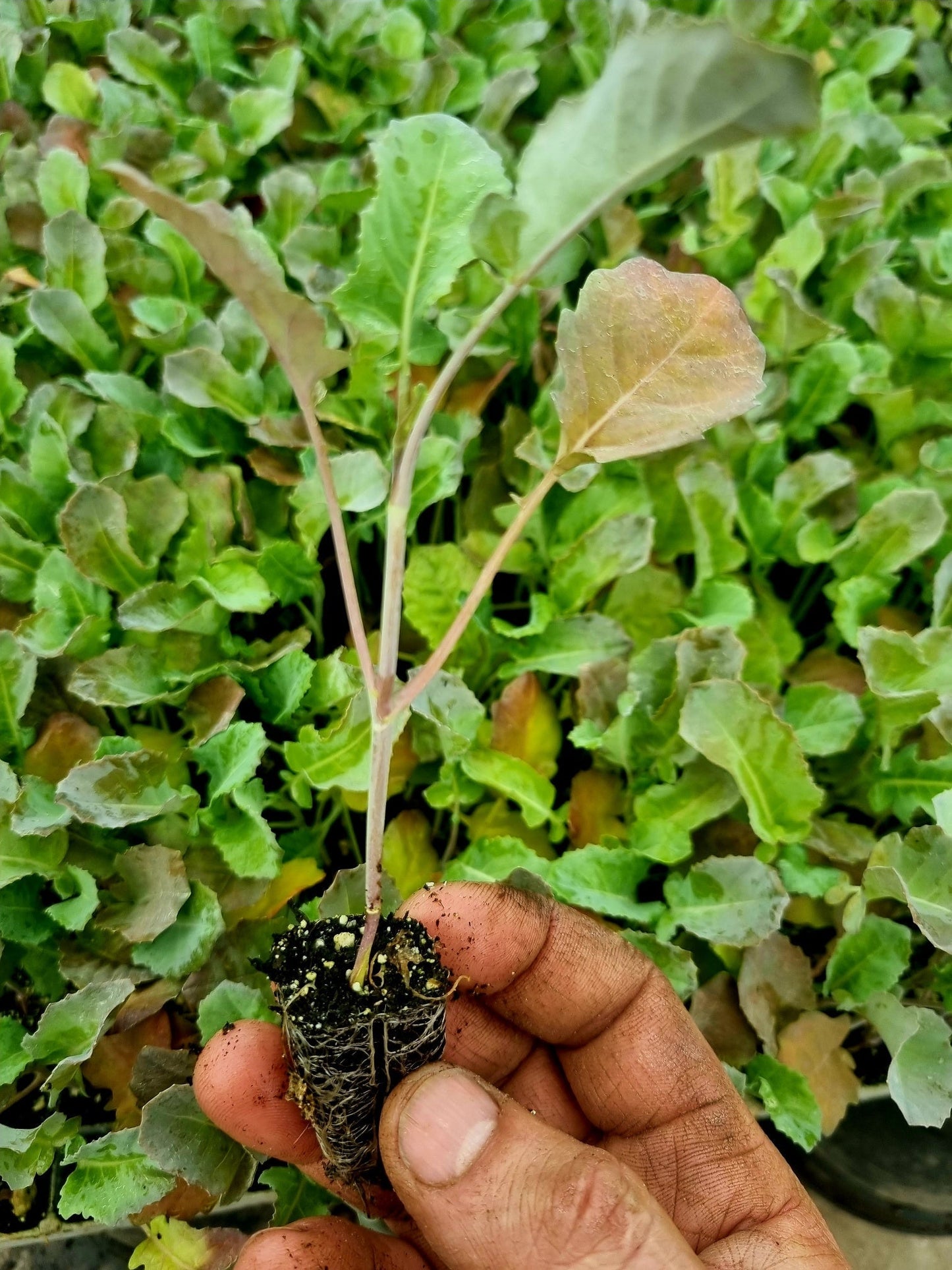 Tender Stem Broccoli Plug Plants "Grow Your Own" Vegetables **Letterbox Friendly** - Chartley Chucks