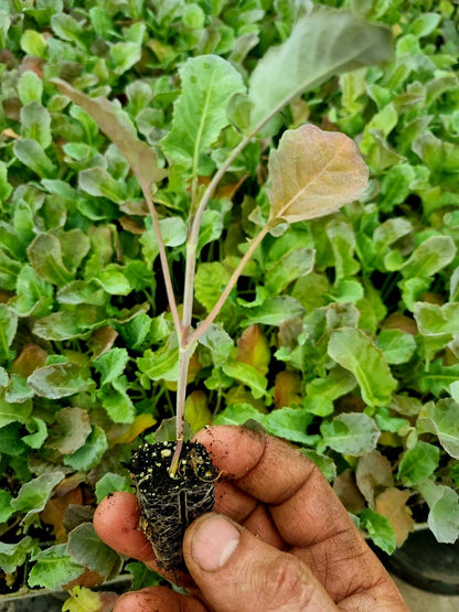 Tender Stem Broccoli Plug Plants "Grow Your Own" Vegetables **Letterbox Friendly** - Chartley Chucks