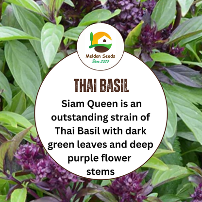 Thai Basil Seeds - 130 Fresh Siam Queen Basil Herb Seeds - Chartley Chucks