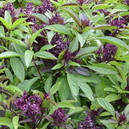 Thai Basil Seeds - 130 Fresh Siam Queen Basil Herb Seeds - Chartley Chucks