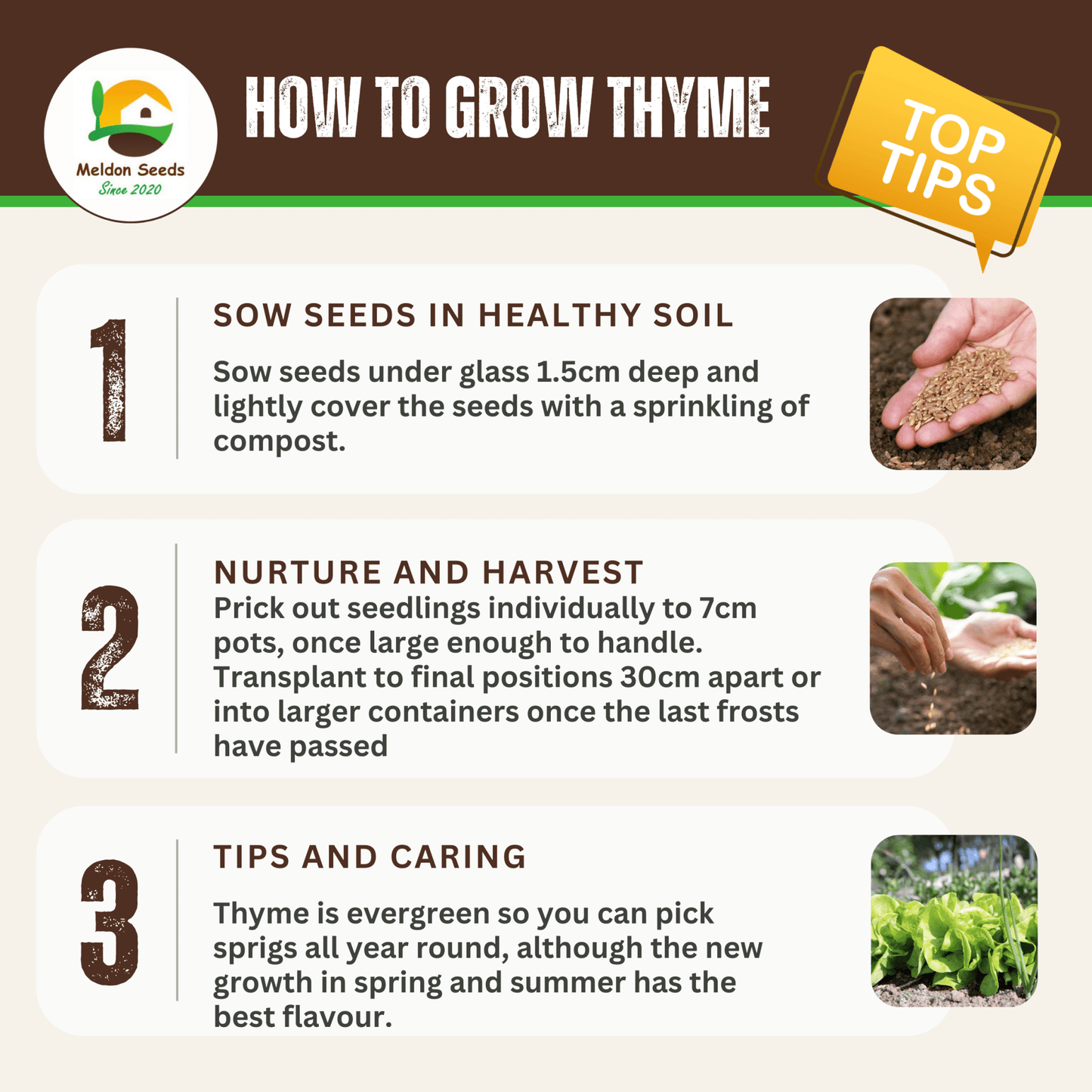 Thyme 450 Seeds - Chartley Chucks