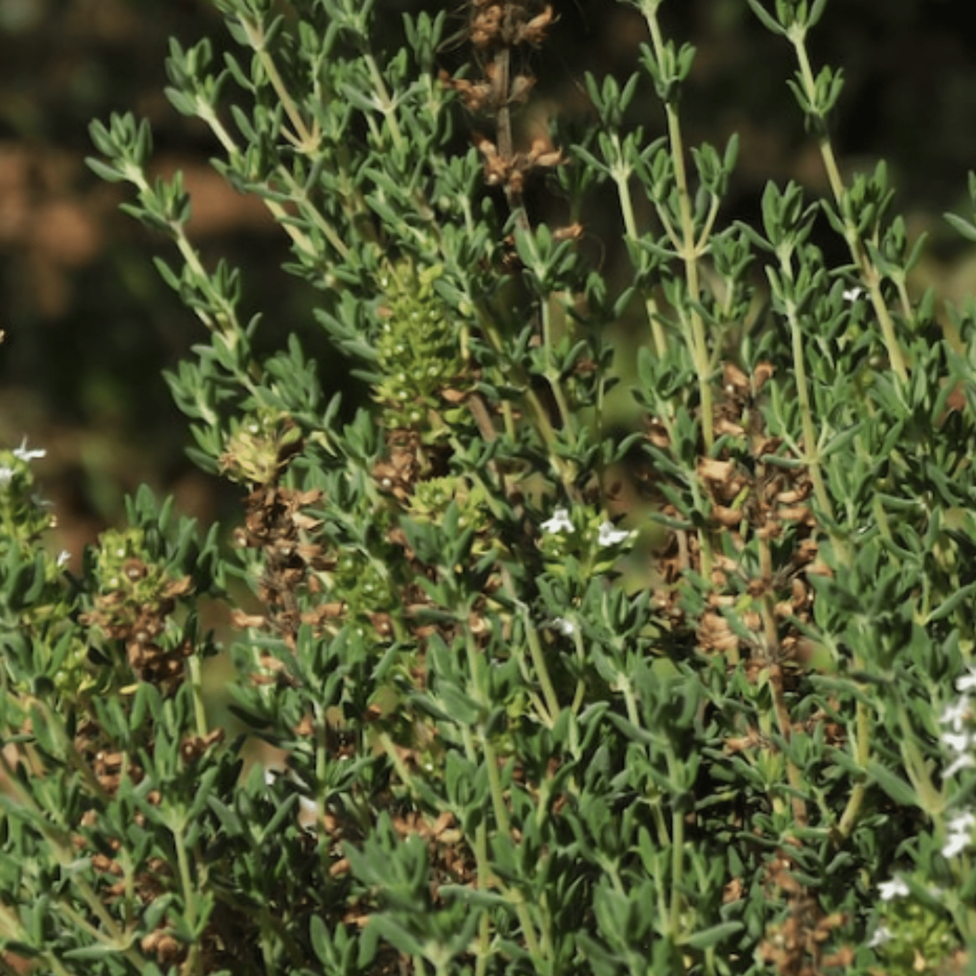 Thyme 450 Seeds - Chartley Chucks