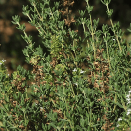 Thyme 450 Seeds - Chartley Chucks