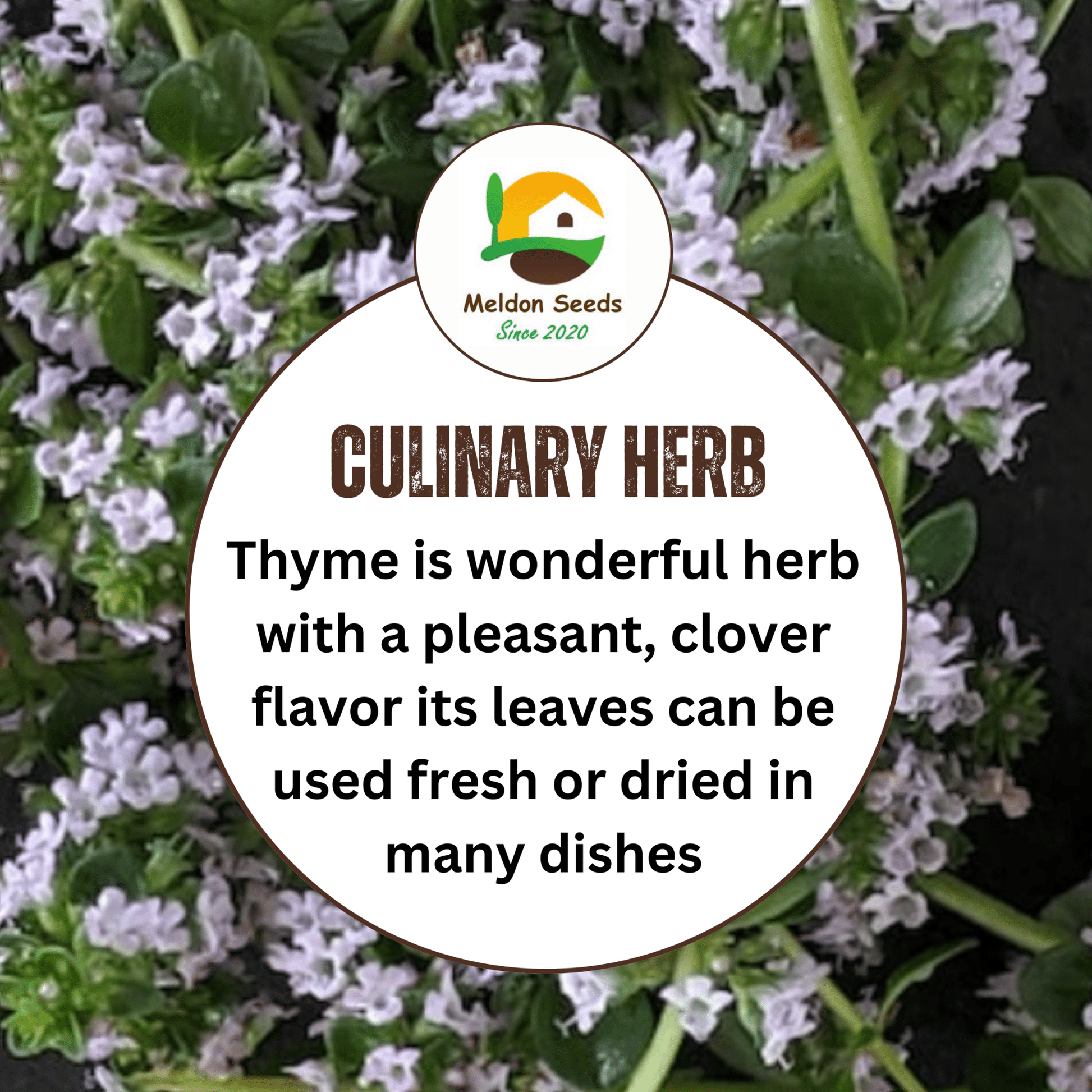 Thyme 450 Seeds - Chartley Chucks