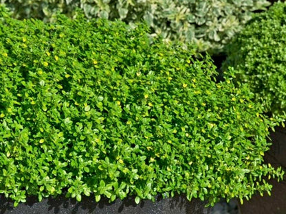 Thyme Herb Plug Plants "Grow you Own" Herbs 'Ready to Plant Now' Young Herb Plants **Letterbox Friendly** - Chartley Chucks