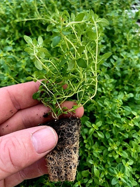 Thyme Herb Plug Plants "Grow you Own" Herbs 'Ready to Plant Now' Young Herb Plants **Letterbox Friendly** - Chartley Chucks
