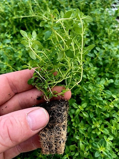 Thyme Herb Plug Plants "Grow you Own" Herbs 'Ready to Plant Now' Young Herb Plants **Letterbox Friendly** - Chartley Chucks
