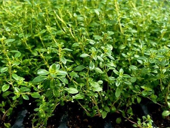Thyme Herb Plug Plants "Grow you Own" Herbs 'Ready to Plant Now' Young Herb Plants **Letterbox Friendly** - Chartley Chucks