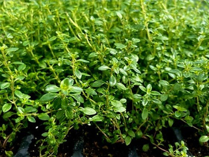 Thyme Herb Plug Plants "Grow you Own" Herbs 'Ready to Plant Now' Young Herb Plants **Letterbox Friendly** - Chartley Chucks
