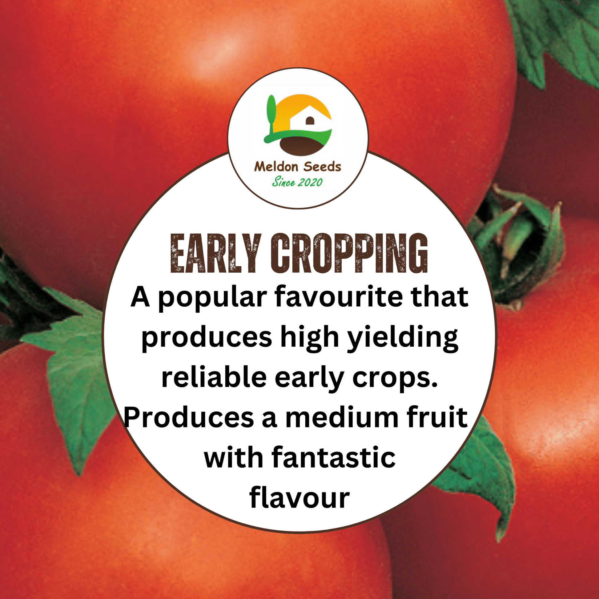 Tomato Ailsa Craig 30 Seeds - Chartley Chucks