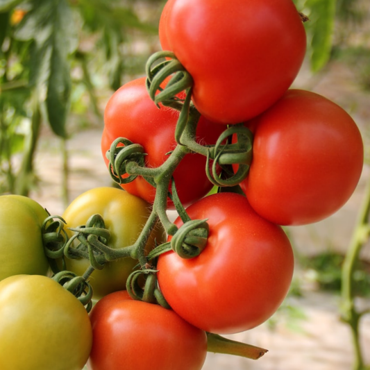 Tomato Alicante 30 Seeds - Chartley Chucks