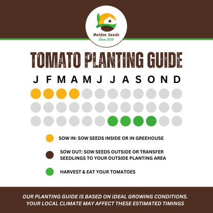 Tomato Moneymaker 18 Seeds by Meldon Seeds - Chartley Chucks