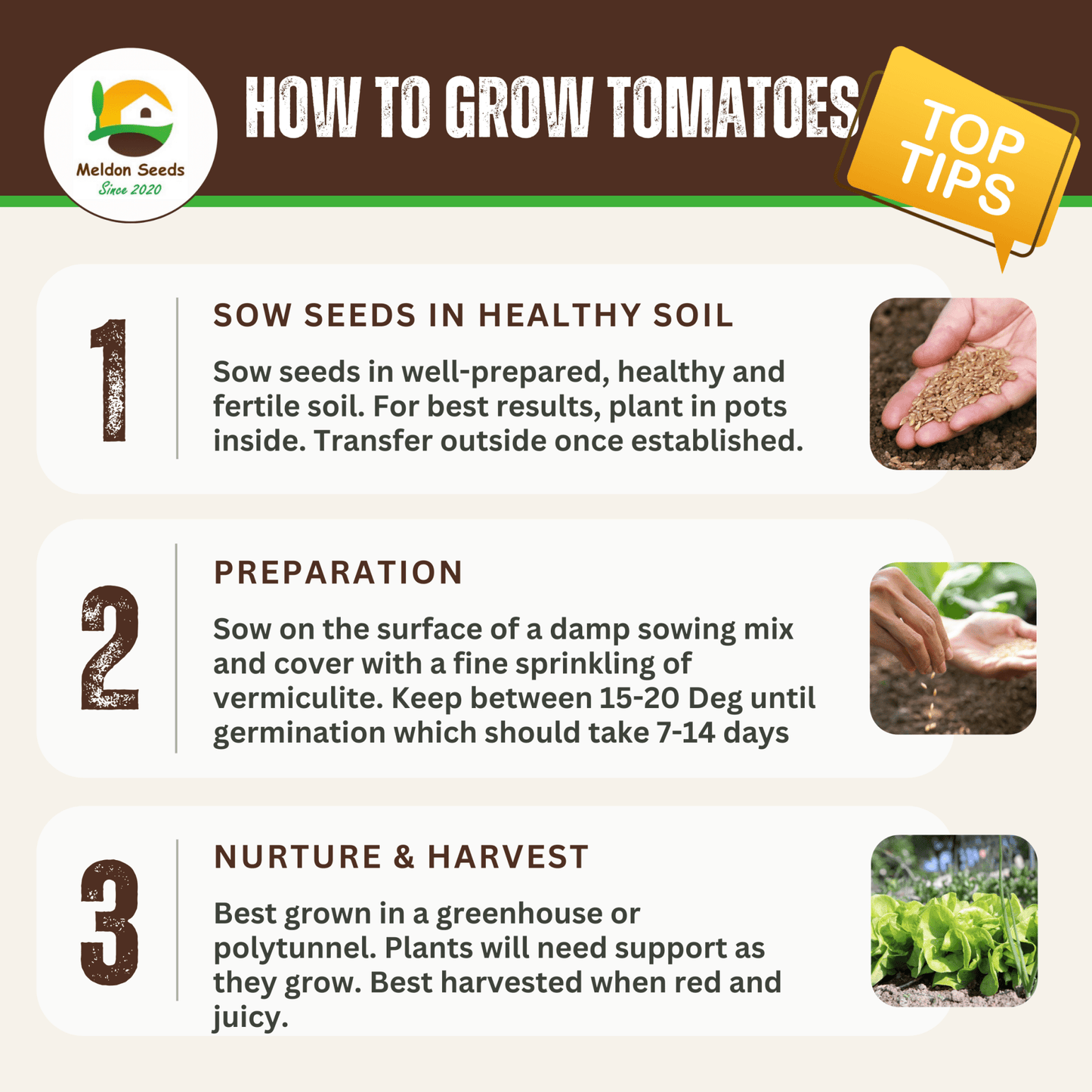 Tomato Moneymaker 18 Seeds by Meldon Seeds - Chartley Chucks