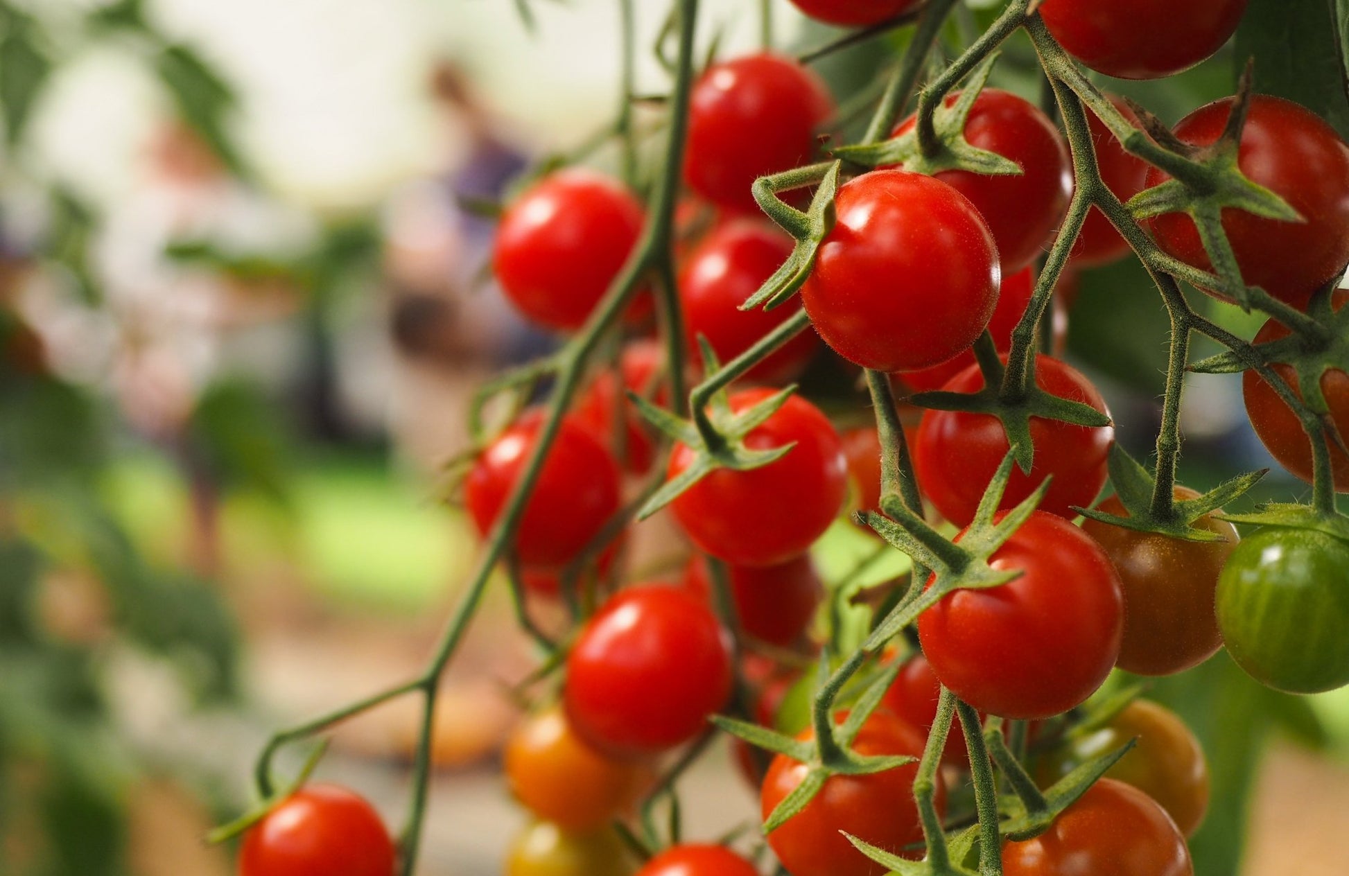 Tomato Plug Plants MIXED PACK "Grow Your Own" Fruit 'Ready to Plant Now' Young Vegetable Plants **Letterbox Friendly** - Chartley Chucks