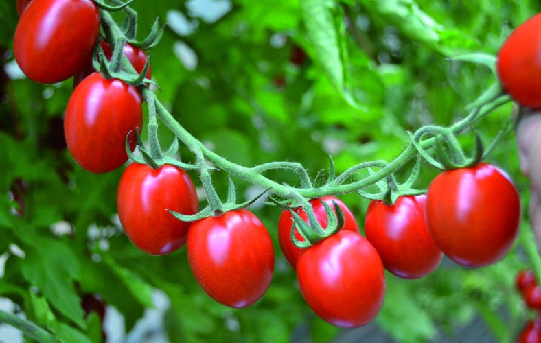 Tomato Plug Plants MIXED PACK "Grow Your Own" Fruit 'Ready to Plant Now' Young Vegetable Plants **Letterbox Friendly** - Chartley Chucks