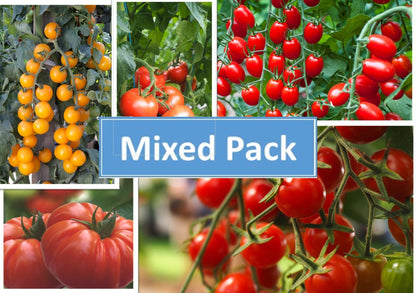 Tomato Plug Plants MIXED PACK "Grow Your Own" Fruit 'Ready to Plant Now' Young Vegetable Plants **Letterbox Friendly** - Chartley Chucks