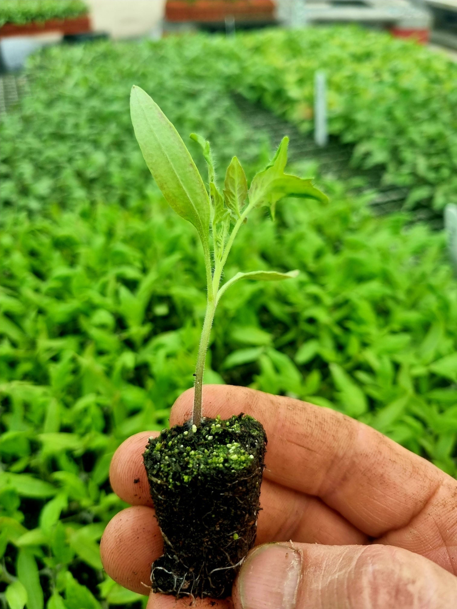 Tomato Plug Plants MIXED PACK "Grow Your Own" Fruit 'Ready to Plant Now' Young Vegetable Plants **Letterbox Friendly** - Chartley Chucks