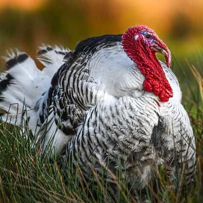 Turkeys