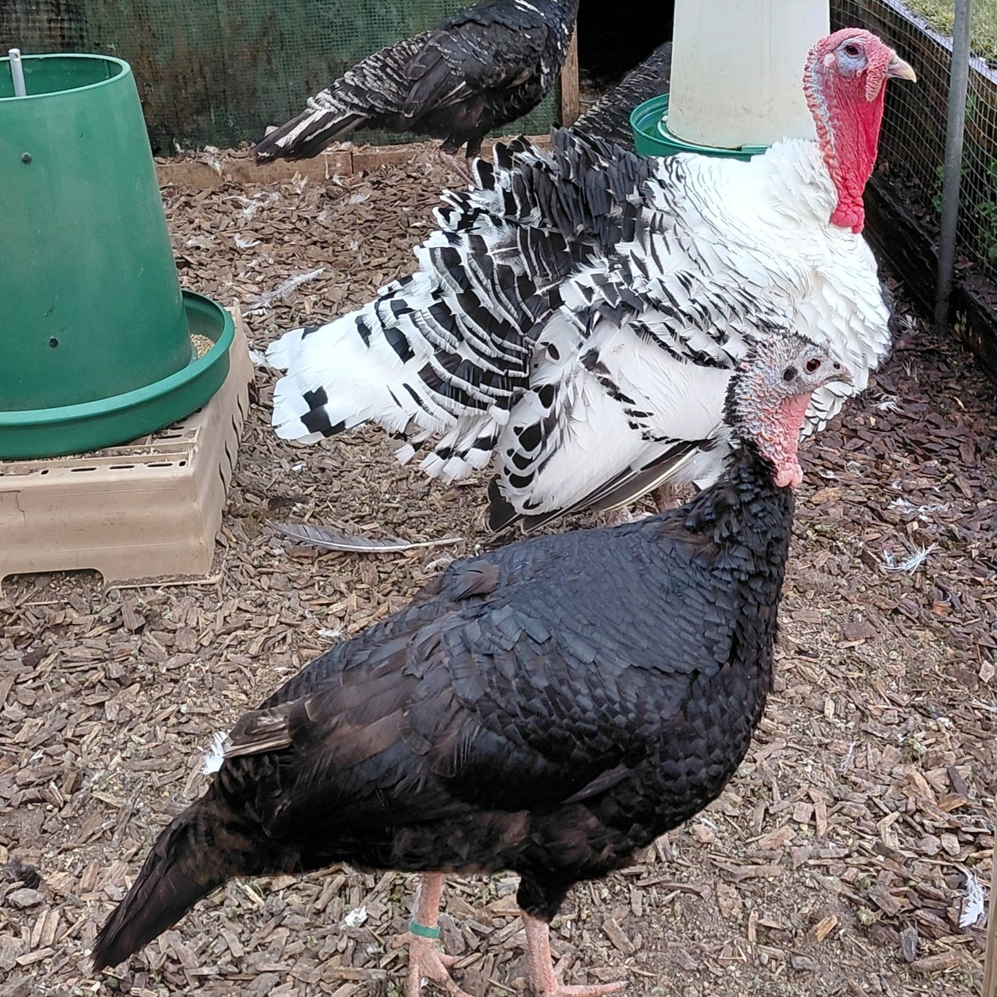 Turkeys