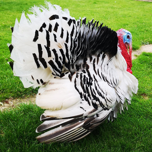 Turkeys