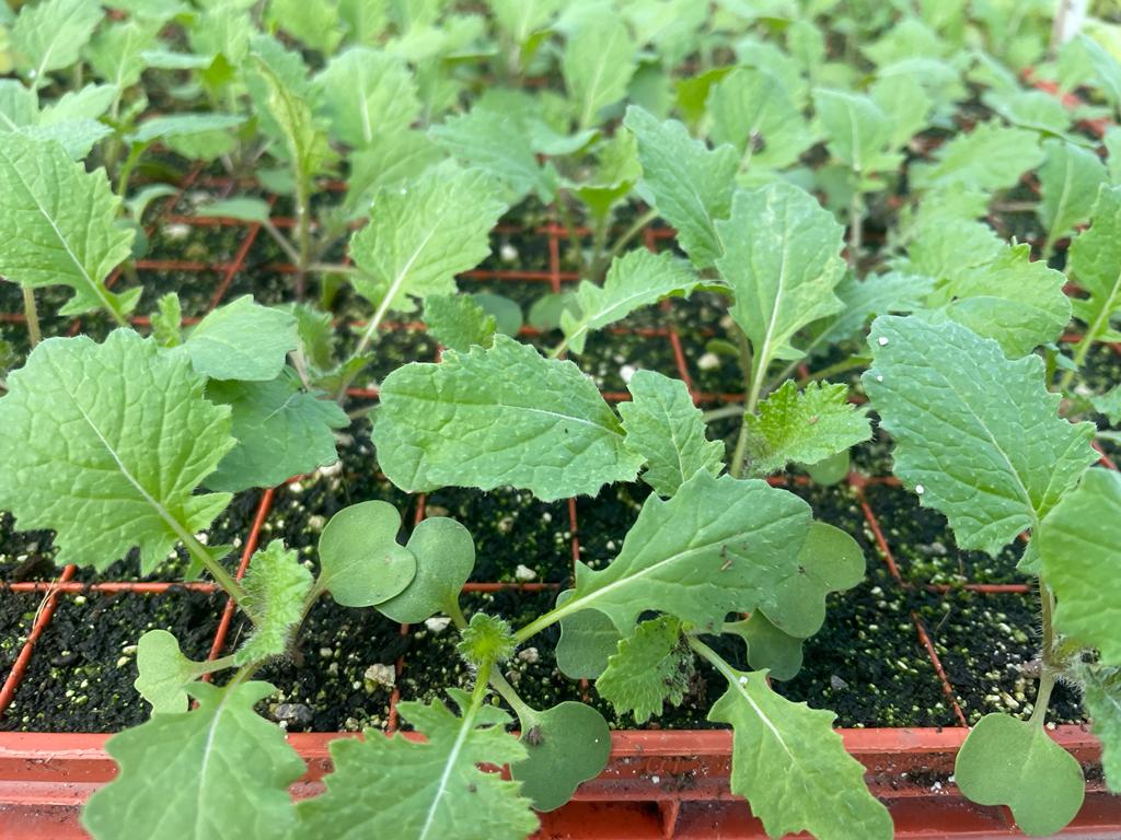 Turnip Plug Plants - "Grow Your Own" Vegetables **Letterbox Friendly** - Chartley Chucks