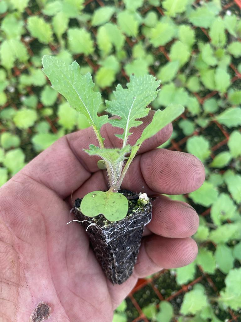 Turnip Plug Plants - "Grow Your Own" Vegetables **Letterbox Friendly** - Chartley Chucks