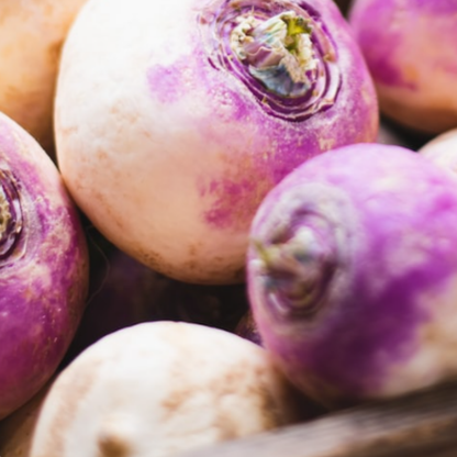 Turnip Purple Top Milan 1300 Seeds - Chartley Chucks