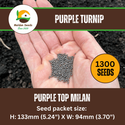 Turnip Purple Top Milan 1300 Seeds - Chartley Chucks