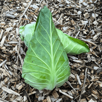 Vegetables Garden Starter Collection. 6 Easy to Grow Vegetable Varieties - Chartley Chucks