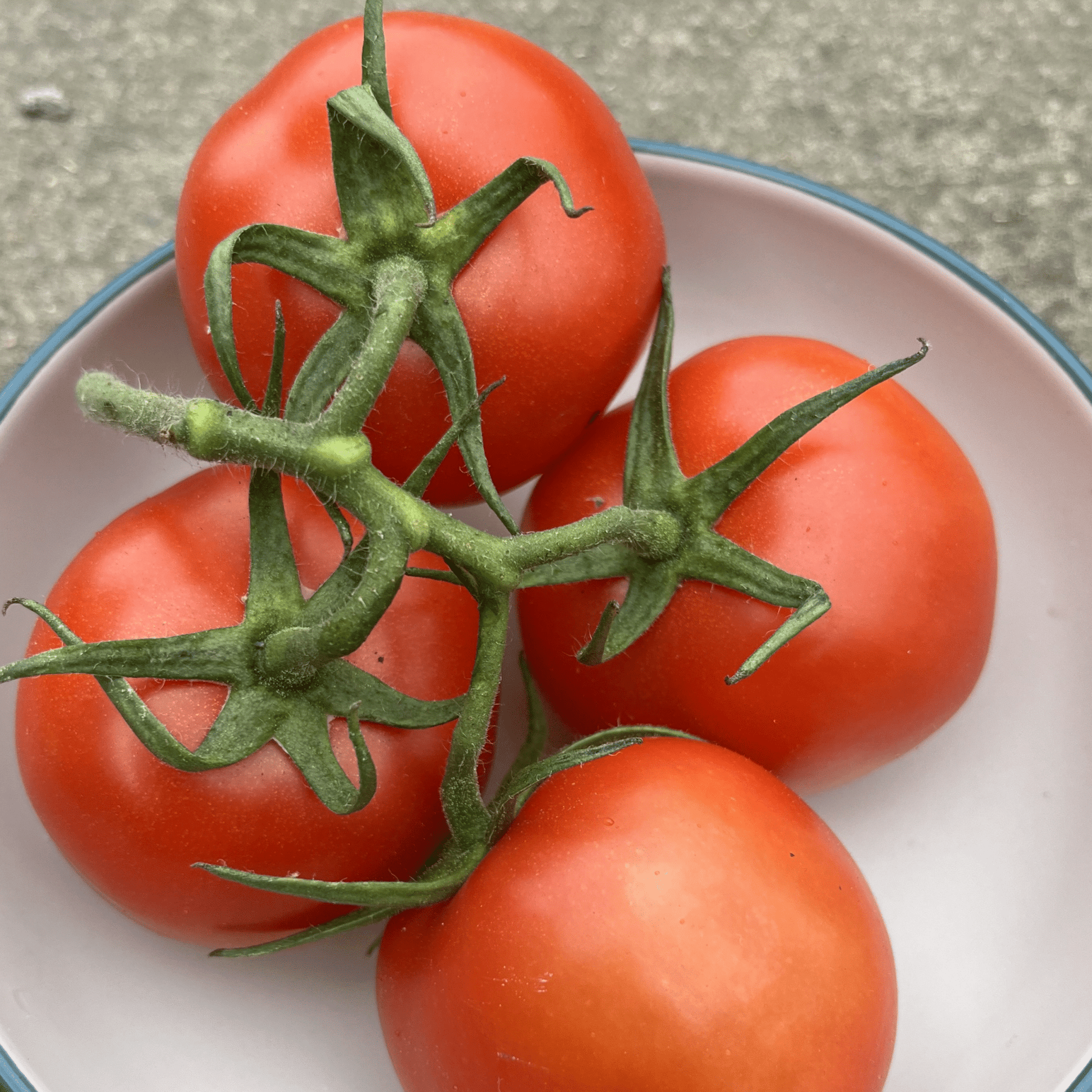 Vegetables Garden Starter Collection. 6 Easy to Grow Vegetable Varieties - Chartley Chucks