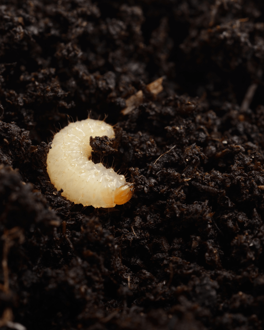 Vine Weevil Control - Nematodes - Chartley Chucks