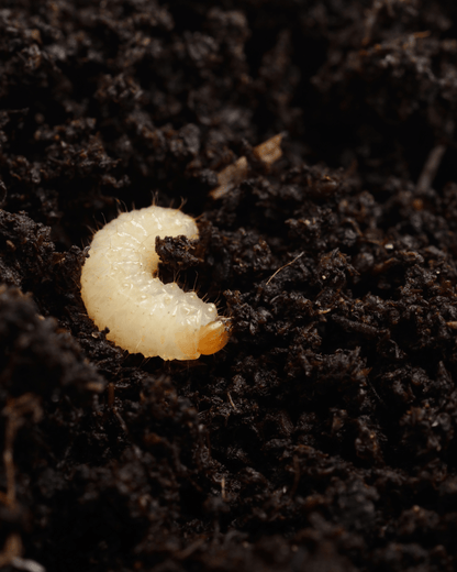 Vine Weevil Control - Nematodes - Chartley Chucks