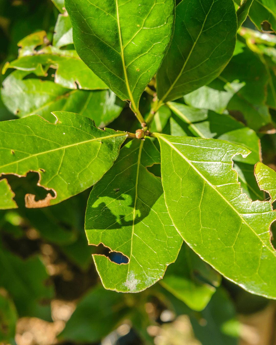 Vine Weevil Control - Nematodes - Chartley Chucks