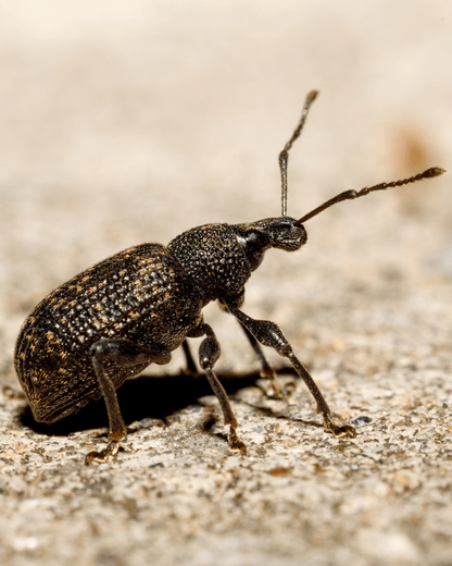 Vine Weevil Control - Nematodes - Chartley Chucks