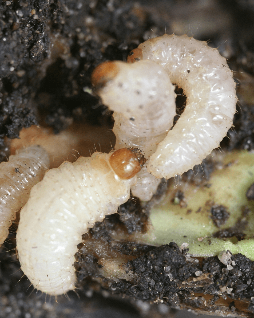 Vine Weevil Control - Nematodes - Chartley Chucks