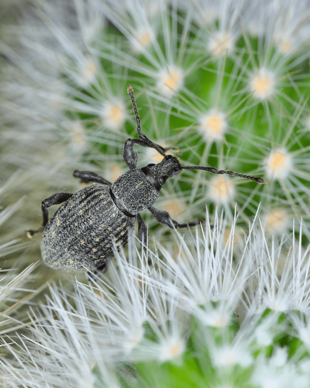 Vine Weevil Control - Nematodes - Chartley Chucks