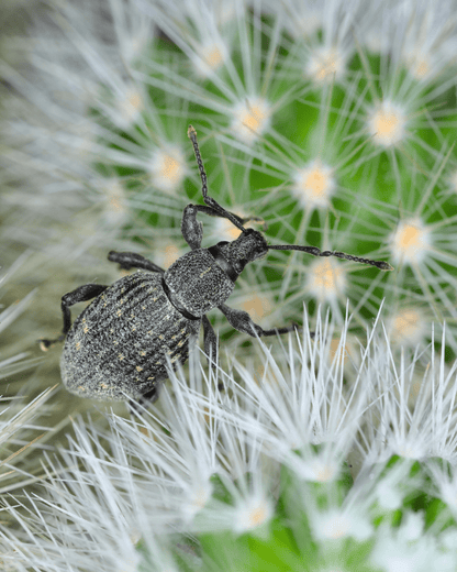 Vine Weevil Control - Nematodes - Chartley Chucks