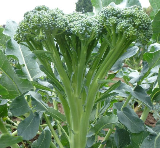 Weekly Subscription Box "Grow Your Own" Plug Plants Vegetables - Chartley Chucks
