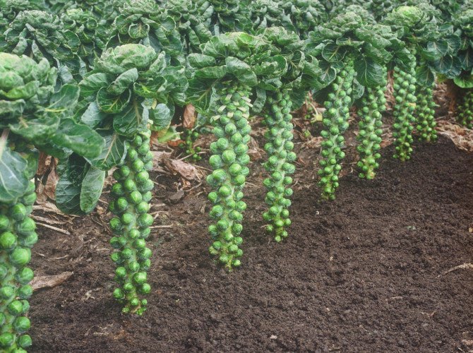 Weekly Subscription Box "Grow Your Own" Plug Plants Vegetables - Chartley Chucks