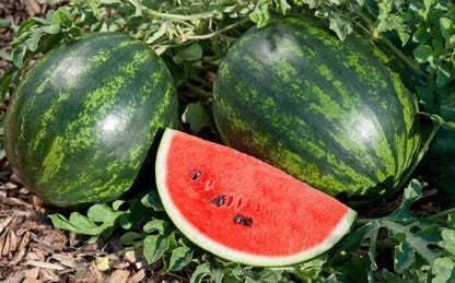 Weekly Subscription Box "Grow Your Own" Plug Plants Vegetables - Chartley Chucks