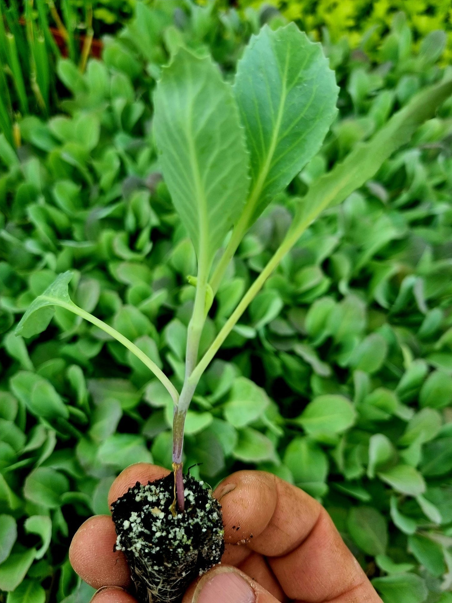 White Cabbage Plug Plants - "Grow Your Own" Vegetables **Letterbox Friendly** - Chartley Chucks