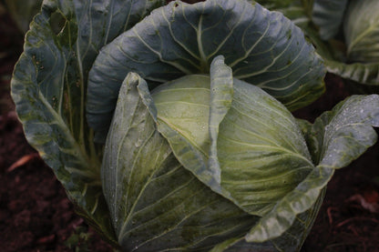 White Cabbage Plug Plants - "Grow Your Own" Vegetables **Letterbox Friendly** - Chartley Chucks