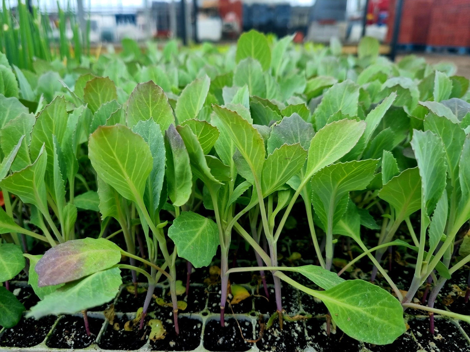 White Cabbage Plug Plants - "Grow Your Own" Vegetables **Letterbox Friendly** - Chartley Chucks