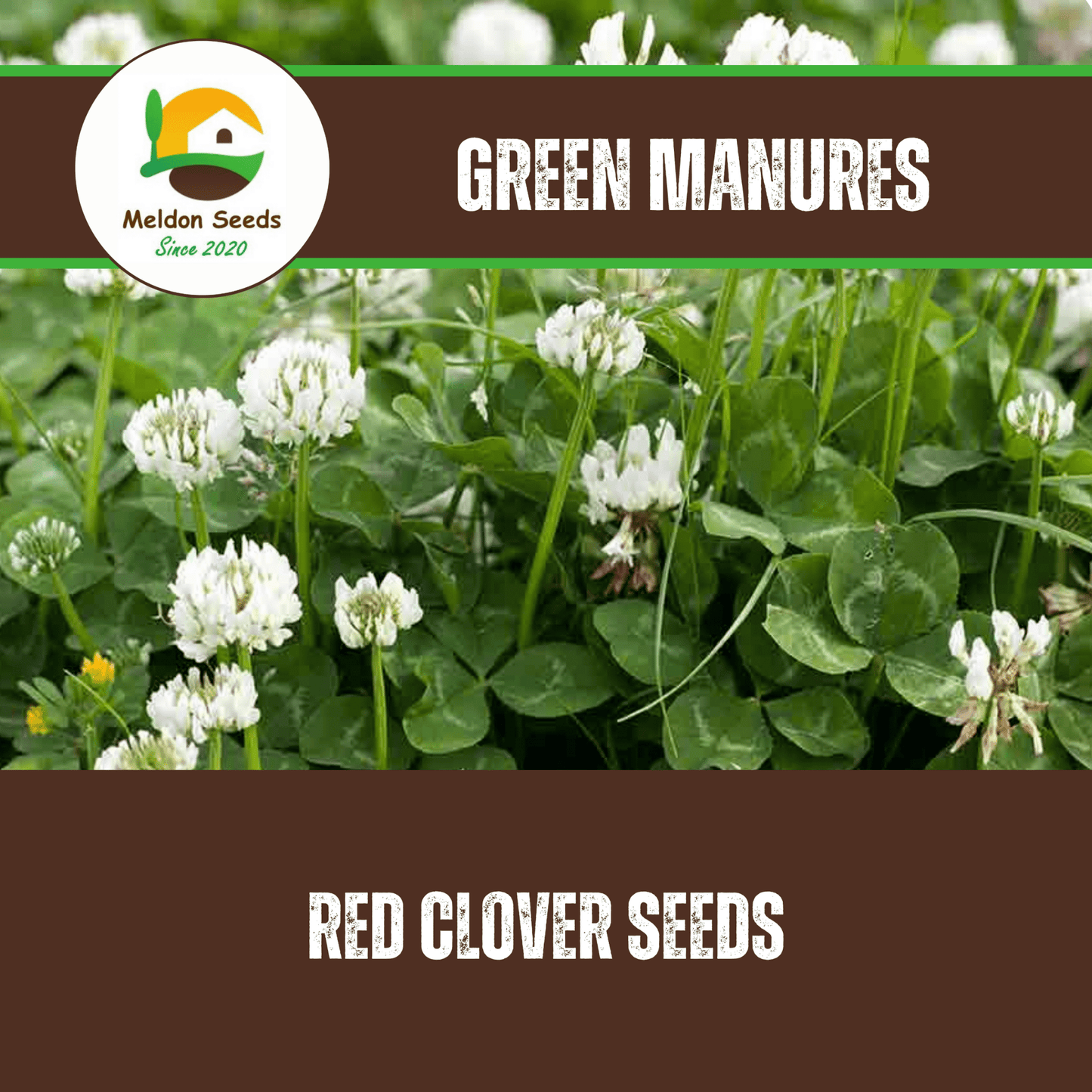 White Clover Green Manure Seeds - 500g - Chartley Chucks