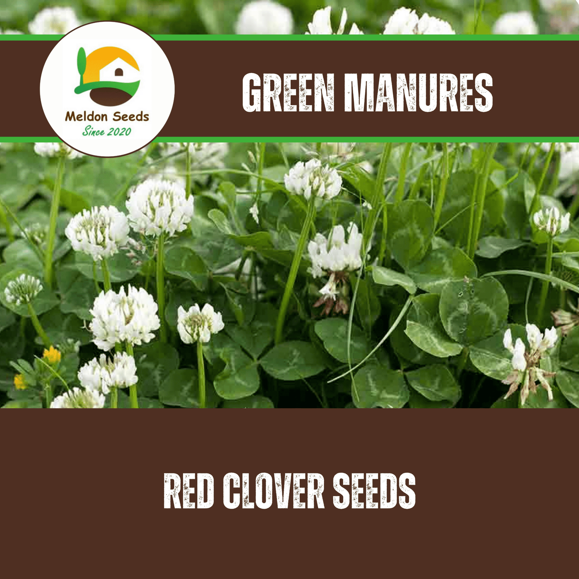 White Clover Green Manure Seeds - 500g - Chartley Chucks