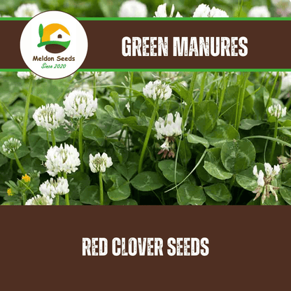 White Clover Green Manure Seeds - 500g - Chartley Chucks