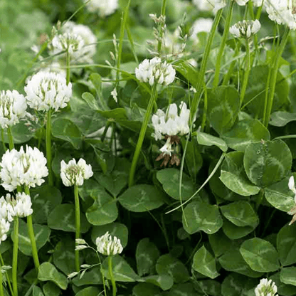 White Clover Green Manure Seeds - 500g - Chartley Chucks