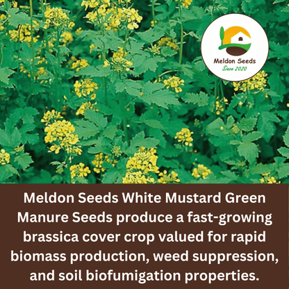 White Mustard Green Manure Seeds - 1kg - Chartley Chucks