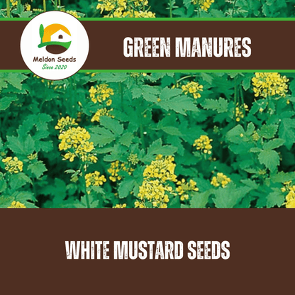 White Mustard Green Manure Seeds - 1kg - Chartley Chucks